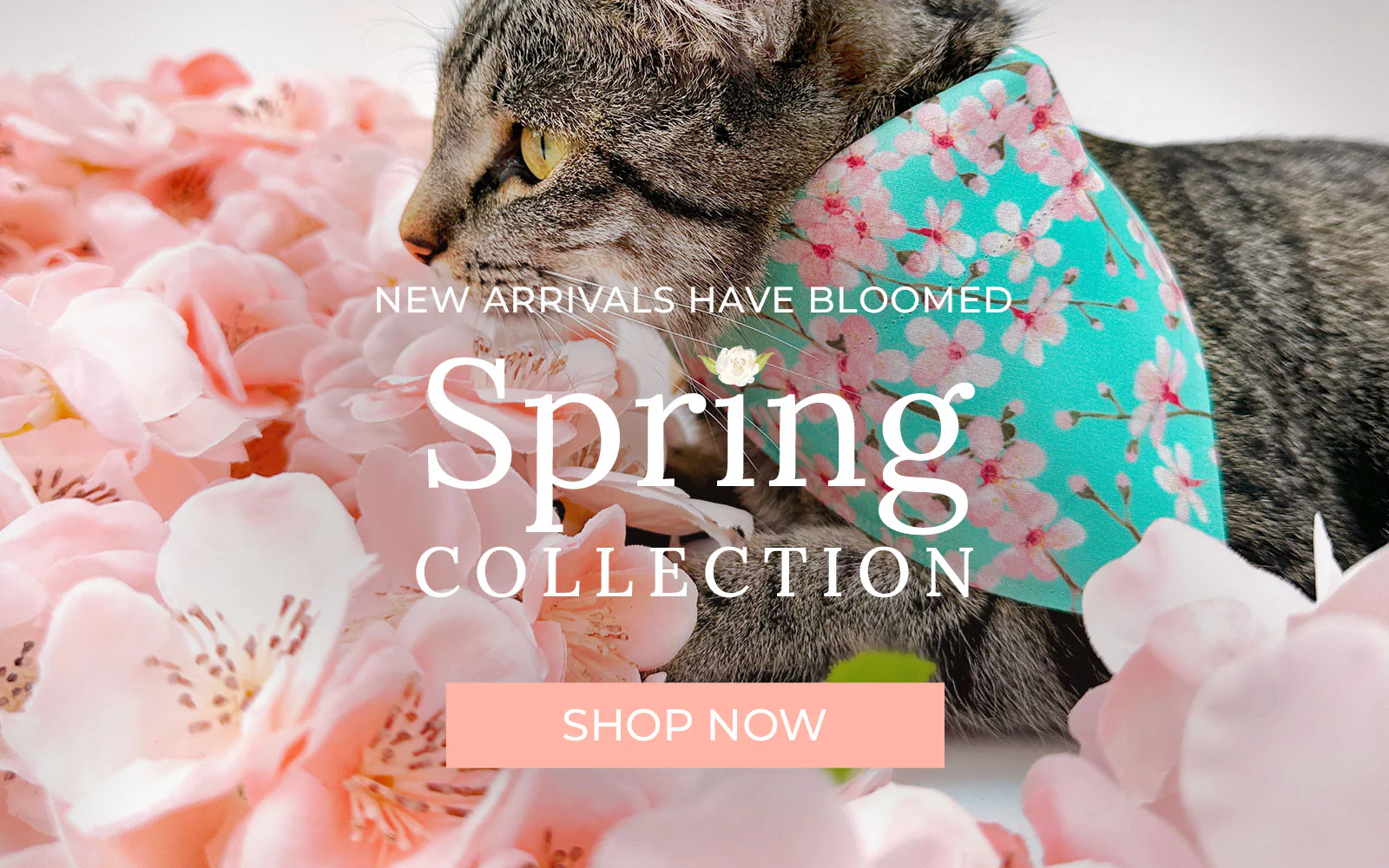 Unforgettable Style for Every Cat